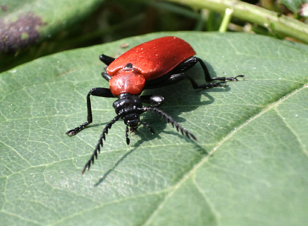 Pyrochroa coccinea